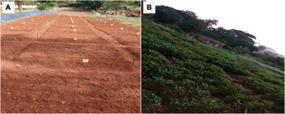 Inoculating plant growth-promoting bacteria and arbuscular mycorrhiza fungi modulates rhizosphere acid phosphatase and nodulation activities and enhance the productivity of soybean (Glycine max)